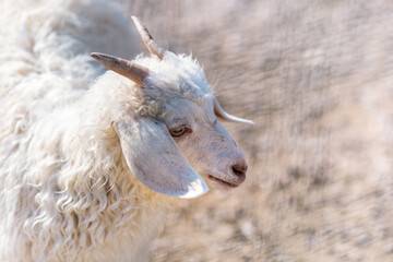 Sacrifice. Animal to be sacrificed on Islamic holidays. Goat, Sheep, Lamb.