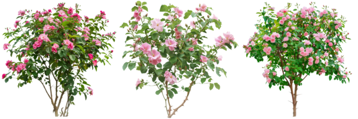 Vibrant pink and red rose bushes in full bloom surrounded by lush green foliage creating a serene and romantic garden scene  The roses have delicate petals and a soft elegant appearance