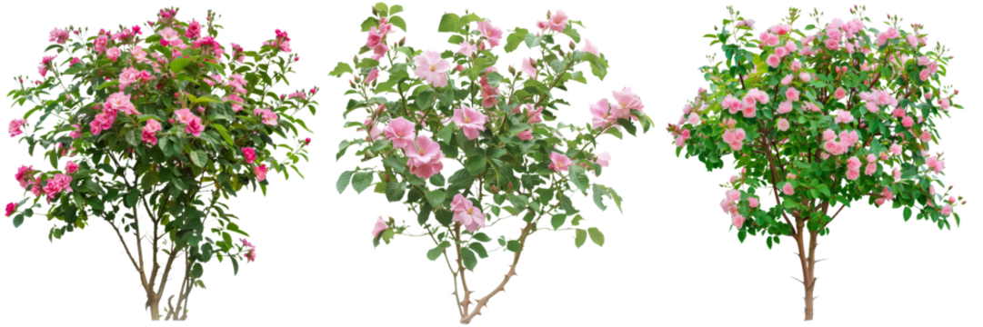 Vibrant pink and red rose bushes in full bloom surrounded by lush green foliage creating a serene and romantic garden scene  The roses have delicate petals and a soft elegant appearance
