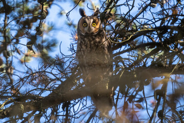 Elusive long eared owl in the forest