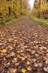 A trail in the fall, Sainte-Apolline, Québec, Canada
