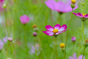 Vibrant Pink Cosmos Flowers in Bloom