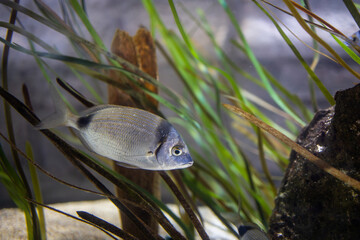 Fish in the water. Diplodus vulgaris. Diplodus bermudensis
