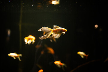 Goldfish in aquarium. Goldfish Comet