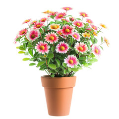 Fototapeta premium Colorful Gerbera Daisy Flowers in Full Bloom Growing in a Terracotta Pot on White Background Bright Floral Arrangement with Green Leaves Concept of Home Decor Gardening and Floral Design