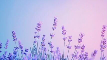 Naklejka premium Soft Purple Lavender Field with Dreamy Background