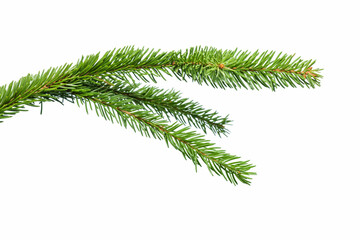 Small green spruce branch isolated on white background