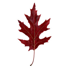 Fototapeta premium Single red oak leaf on a transparent background, emphasizing its autumnal beauty and organic form.