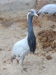 demoiselle crane body pattern or koonj body pattern 