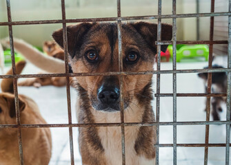 A hopeful shelter dog gazes through the bars of its kennel in a pet rescue facility looking for a loving forever home
