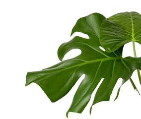 Hoja verdde sobre fono blanco