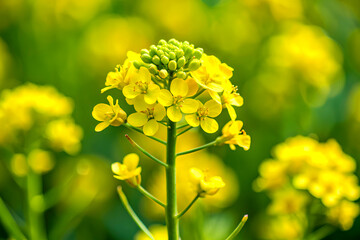 Beautiful Yellow mustard flower isolated on green bokeh background Close up. AI Generative