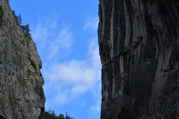 tree in the mountains
