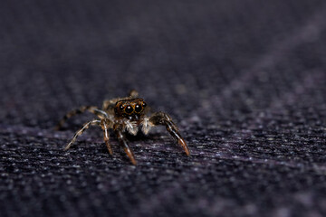 Ojitos de araña