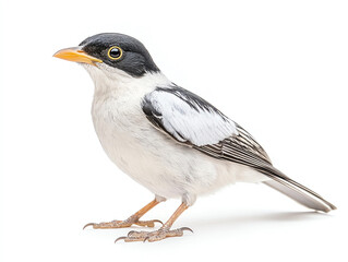 Myna bird with striking black and white feathers, perched gracefully. This elegant bird showcases vibrant orange beak and captivating eyes, making it beautiful subject for nature photography