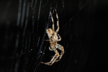 Araña esperando