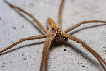 Araña