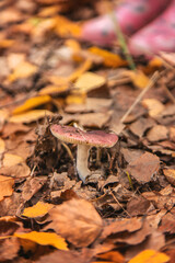 Bad mushrooms in the forest. Selective focus.