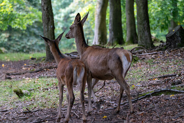 Alttier mit Kalb (Hirschkuh mit Jungen)