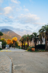palm trees on the beach