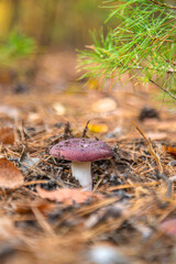 Russula grow in the forest. Selective focus.