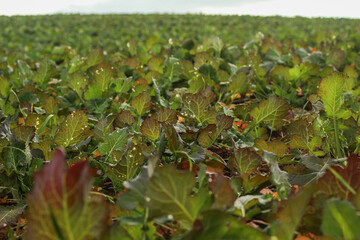 Rapeseed sprouts on the field. Young winter rapeseed close-up