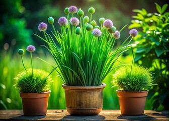 Lush Perennial Potted Chives in Low Light: Fresh Summer Delights Captured in an Artistic Arrangement for Culinary Inspiration and Garden Enthusiasts