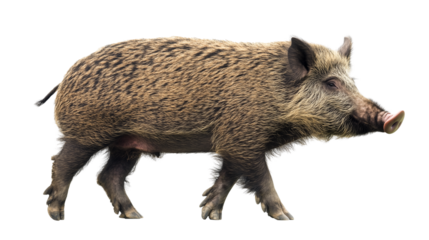 wild boar isolated on transparent background