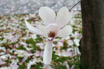 Beautiful white magnolia flower blooming in spring with fallen petals on the ground