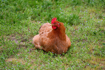 Brown hen resting peacefully in green meadow with small blue flowers