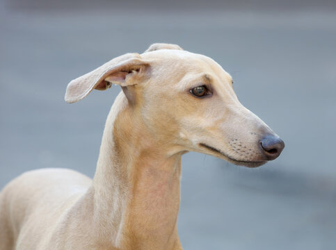whippig Italian Greyhound」の写真素材 | 6,907件の無料イラスト画像 | Adobe Stock