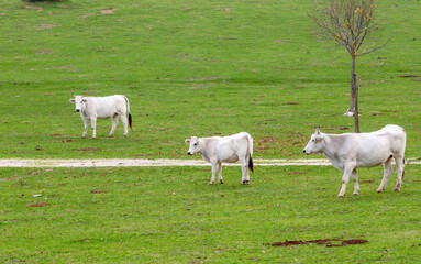 White cows grazing in green pasture on a sunny day