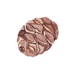 Pine Cone. Watercolor Hand drawn illustration isolated on a white background. Design Element for Christmas and Winter prints and decorations.