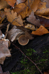 Autumn forest background with fallen leaves on the ground. Oak leaves. Close-up of fallen leaves, colorful autumn leaves. Асоrns