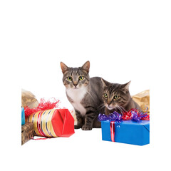 Two Adorable Cats with Christmas Gifts
