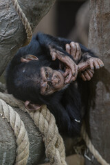 Baby chimpanzee indoors on a branch with ropes.
