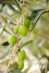 Green olives on olive tree branch and blurry orchard at background.