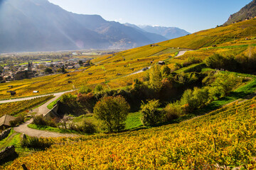 Obraz premium Swiss Alps vineyard in autumn