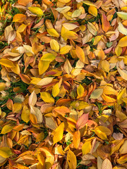 Autumn leaves background showcasing vibrant colors and natural textures. Perfect for seasonal designs, fall promotions, and nature-themed projects.