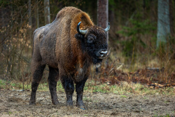 Fototapeta premium Bison - Bison bonasus. Portrait of a bison close up