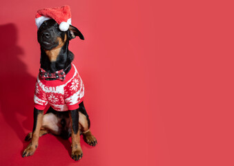 German Jagdterrier in New Year's clothes, close-up in the studio on a red background.