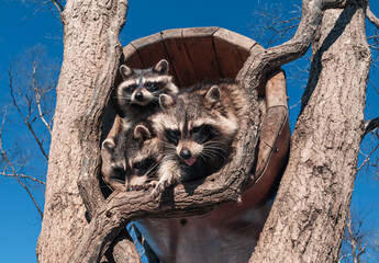 A group of three raccoons is huddled inside the hollow of a tree, with one raccoon reaching out and...