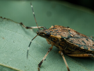 Brown Marmorated Stink Bug (Halyomorpha halys) on a green leaf