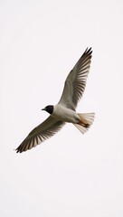 Fototapeta premium Flying creature on white background with no shadows