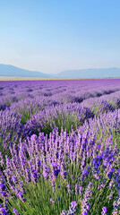 Naklejka premium A vast field of lavender flowers under a clear blue sky.