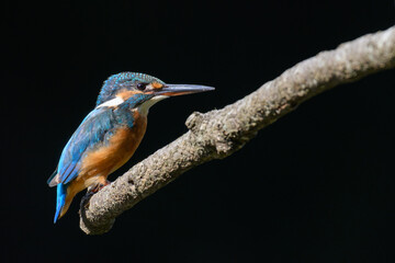 都市公園のカワセミ