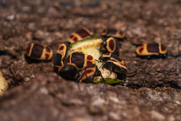 Fototapete bei efototapeten.de bestellen   