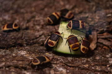 Fototapete bei efototapeten.de bestellen   