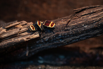 Goldilocks beetle on a branch.
