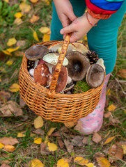 Child with a basket of mushrooms in the forest. Selective focus.